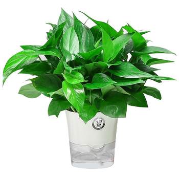 
[20W+ people have purchased] Green ivy is easy to support indoors