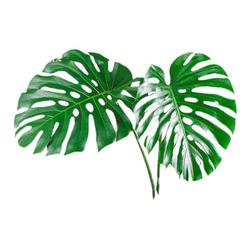 Hydroponic Plant Monstera Deliciosa Large-leaf Green Plant Indoor Living Room Open Back Formaldehyde-absorbing Old Pile Four-season Evergreen Water-cultured Plant