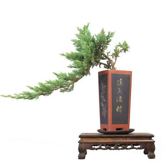 
Welcome pine cypress bonsai potted seedlings, floor cypress modeling room, four-season evergreen courtyard cypress saplings, cold-resistant greening seedlings