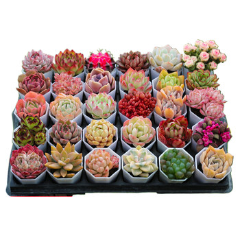 Succulent plants are removed from stocks at irregular intervals