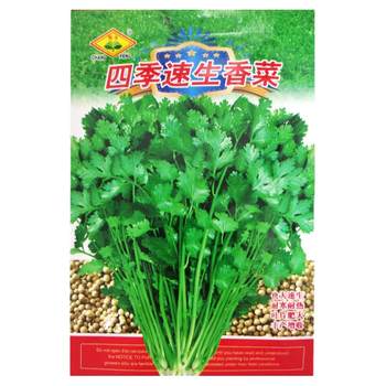 Four-season leafy coriander seeds old varieties in spring and autumn