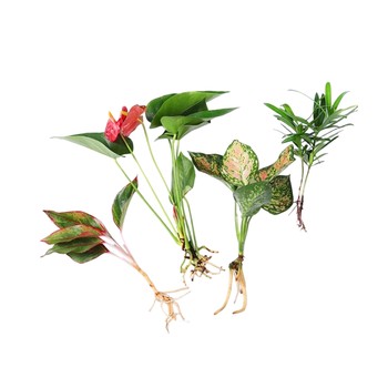 Hydroponic plant green room raising white palm flowers
