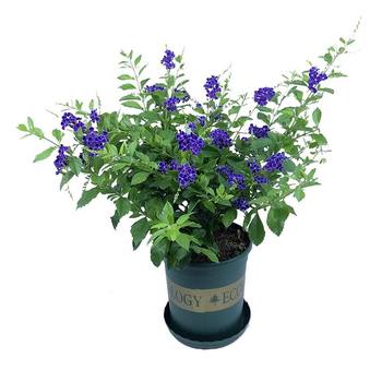 Lace golden dew flower seedlings Chocolate flower nectar flower pot plant