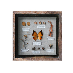 Seed Creation®️ Naturalist Butterfly Exemme Painting Vzorek Rostlin Výroba Vzorků Wabi-sabi Styl Retro Dekorativní Malba Závěsná Malba