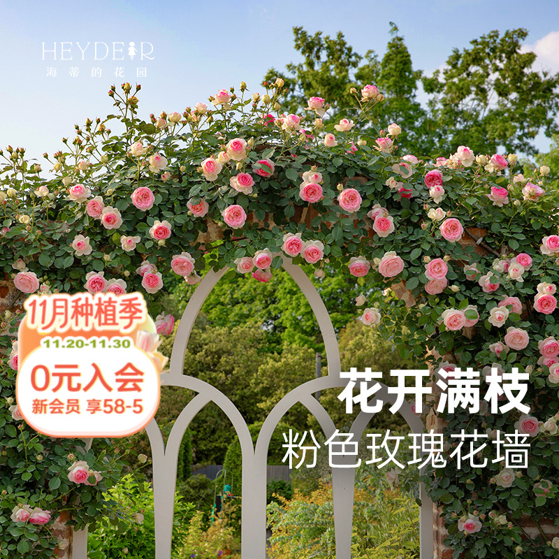 海蒂的花园旗舰店粉色龙沙宝石月季花苗爬藤植物盆栽庭院蔷薇花苗 28元