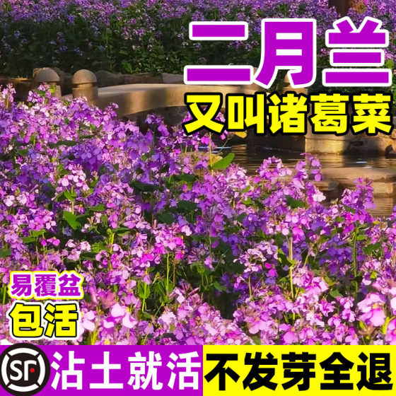 二月兰花种籽四季播种耐寒宿根诸葛菜种子开花庭院网红草花种籽子