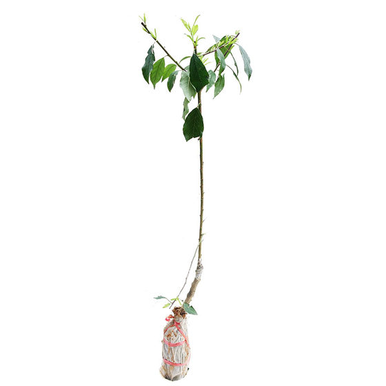 
Qian Pai Yinfei Sanhua Plum Sanyue Red Heart Plum Grafting Basin Planting Peach Fruit Tree Bee Candy Plum Seedlings in the North and South