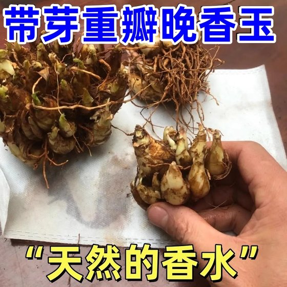 重瓣香水晚香玉种球大花浓香四季花卉耐寒盆地栽绿植懒人养不死花