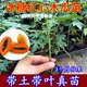 木瓜苗树南方矮化高产雷州冰糖红心大苗南方种植盆栽地栽当年结果