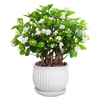 [Shipping with flowers] Potted jasmine seedlings