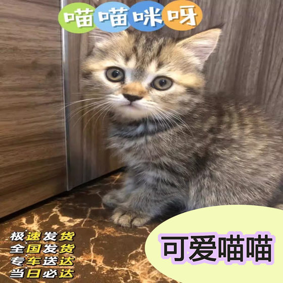 中华田园猫白橘猫三花猫宠物猫狸小猫真猫便宜活物小奶猫可爱幼猫