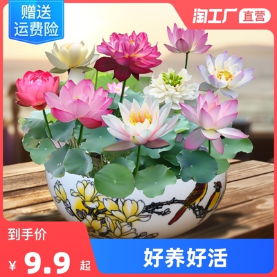 2023年2月28日更新【万能白菜价】的图片 第59张