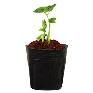 Nutrition Cup Nursery Potcasiers Burning Practicing Cup Radion Cup Nourishing Box Nutrition Bowl nutrition bag Thickened plastic disposable flower pot