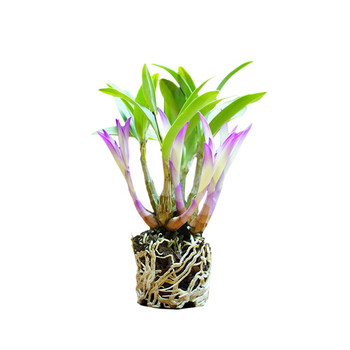 Colorful perfume Dendrobium orchid blossoms with strong fragrance and lazy people are easy to raise