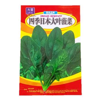 Can overwinter spinach seeds round large leaves spinach seeds