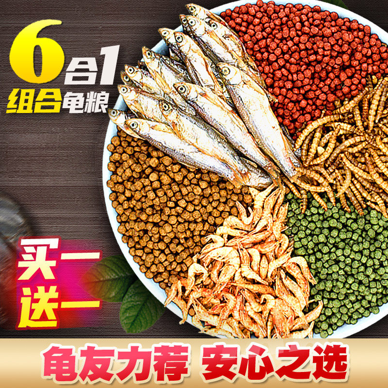 两元买回家，宝宝笑哈哈---白菜价小龟
