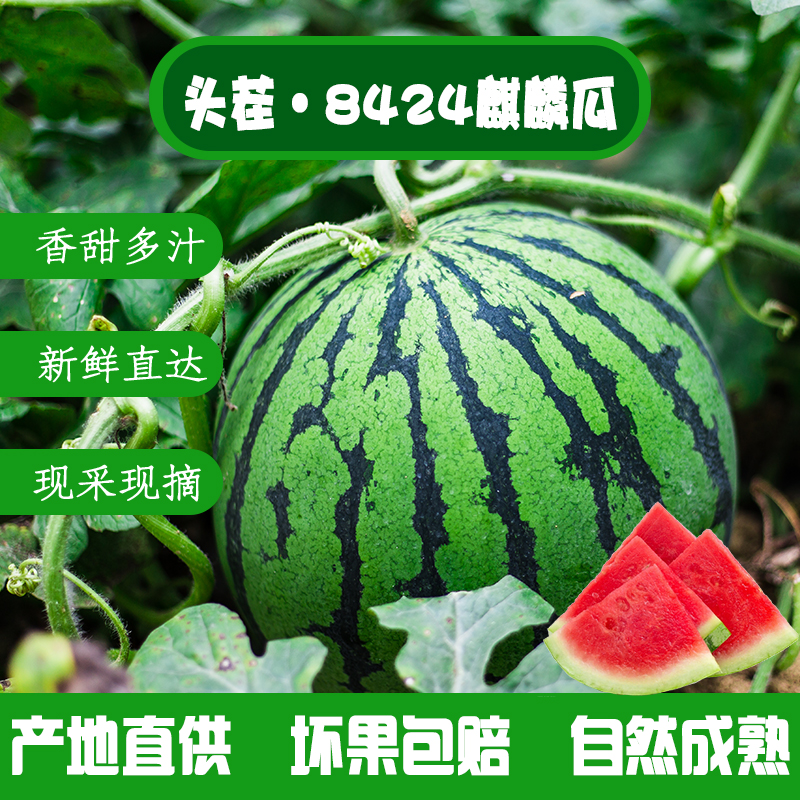 正宗8424薄皮西瓜无籽超甜麒麟瓜现摘现发整箱包邮当季新鲜水果