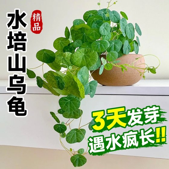 山乌龟水培植物金不换种球室内阳台藤圆叶爬藤观叶绿植好养活盆栽