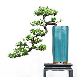 Native pearl podocarpus small old pile bonsai small indoor tea table bonsai four-season evergreen home plants