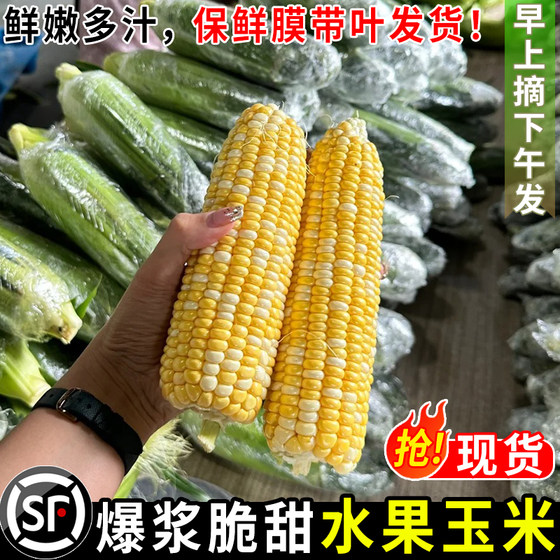 新鲜水果玉米5斤甜嫩玉米现摘爆浆牛奶生的玉米棒子黄金蔬菜包邮9