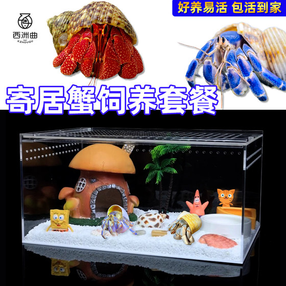 寄居蟹饲养箱全套用品宠物蟹专用亚克力饲养盒生态造景躲避屋套餐