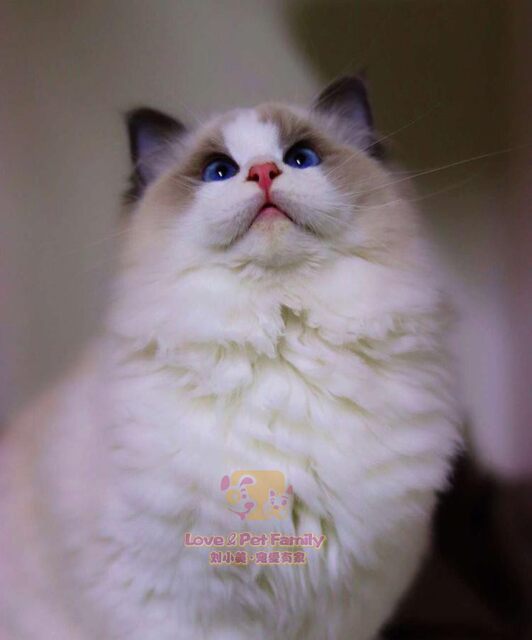 CFA registered cattery breeding Ragdoll kitten live blue two-color ...