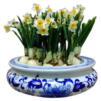 High-end hydroponic flower pots non-porous ceramic narcissus flower pots