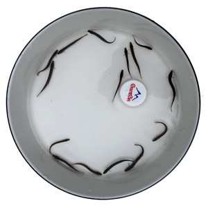 Loose seedlings Freshly fed pets fishing arowana live bait Turtles Feming loach breeding freshwater ornamental fish fishing