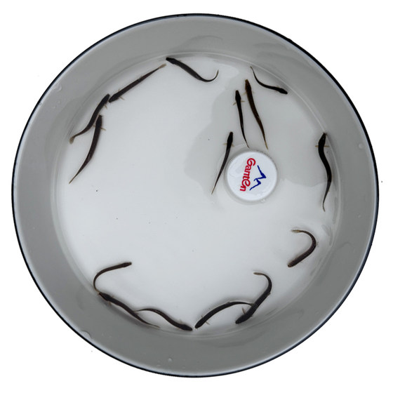 Loose seedlings Freshly fed pets fishing arowana live bait Turtles Feming loach breeding freshwater ornamental fish fishing