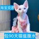 丹东德文卷毛猫纯种幼猫黑白不掉毛棕虎斑猫英短宠物猫咪活体