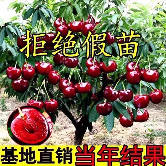 樱桃车厘子南北方种植嫁接庭院特大樱桃