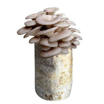 Edible mushrooms grow when sprayed with water