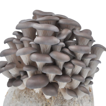 Mushroom growing kit with high yield buy one-shot three oyster mushrooms