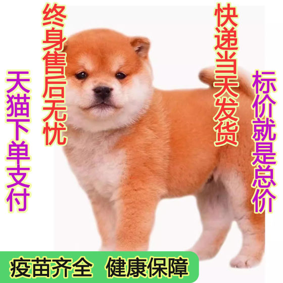 日本柴犬混血高智商赤色狗崽真狗小宠物黑柴聪明包活狗幼犬黑活物