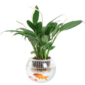 Creative hydroponic bottle plant transparent glass vase container green ivy flower pot flower green plant tank water ornament utensil
