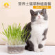 Hydroponic cat ຫຍ້າກໍາຈັດຂົນສີຄີມ balling catnip ເມັດອາຫານຫວ່າງ potted ດິນຫຍ້າ cat