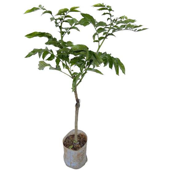 Yellow Skin Skin Tree Grame the Celebration of Yellow Leather, Nuclear Honey, Black Vajrayana Purple Yellow Skin fruit saplings with garden courtyard
