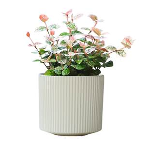 Flower pot ceramic subtraction Nordic minimalist flower pot large with pallet desktop hanging orchid succulent Phalaenopsis green plant
