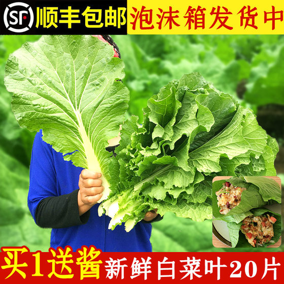 打饭包菜叶新鲜大白菜叶子东北菜叶包饭农家蘸酱蔬菜即食20叶送酱