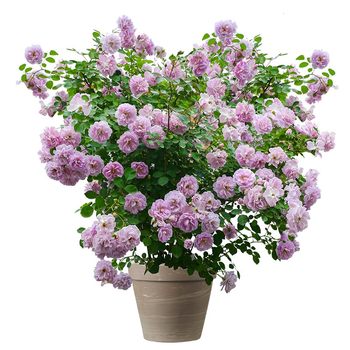 Brand preferred roses for 30 days