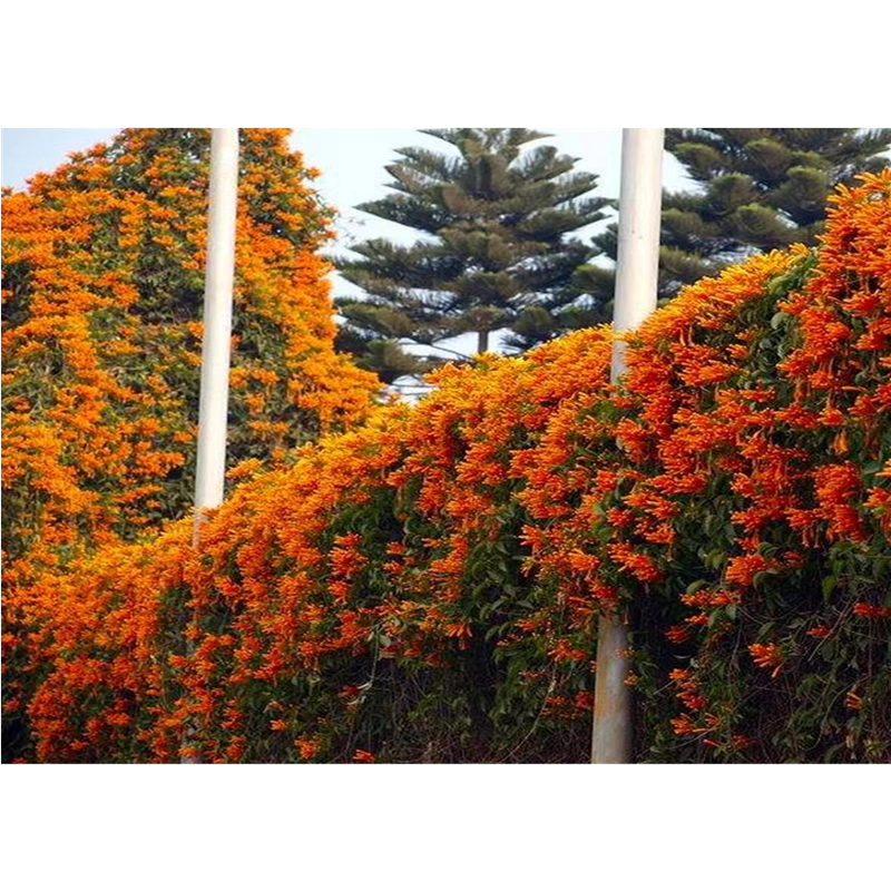 朱泥 朱塗り 遊雲鳳凰刻 四足 龍雲刻 花台 香台 盆栽台
