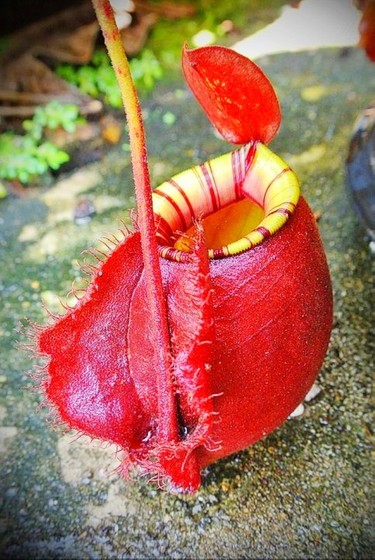 식충식물 화분 바이킹십자가 빨간사과 투수식물 저지종 매우 귀엽고 아름다운 케이지