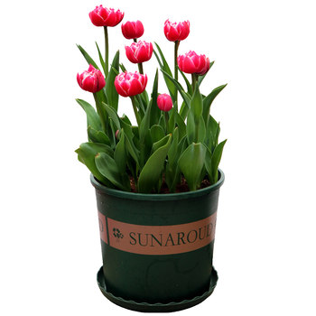 
10 years old store natural ball tulip imported ball version