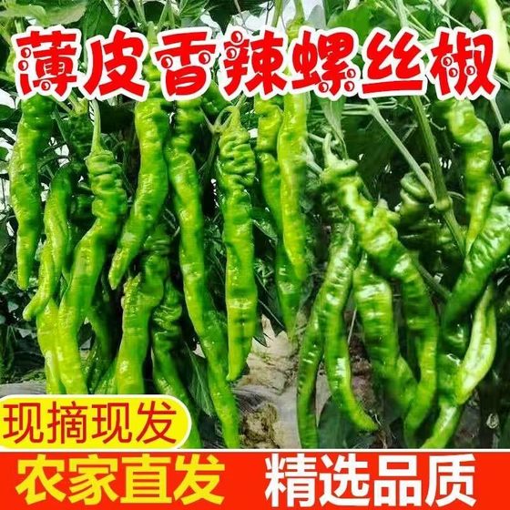 螺丝椒新鲜现摘中辣青椒山东正宗尖椒莘县蔬菜农家自种薄皮皱辣椒