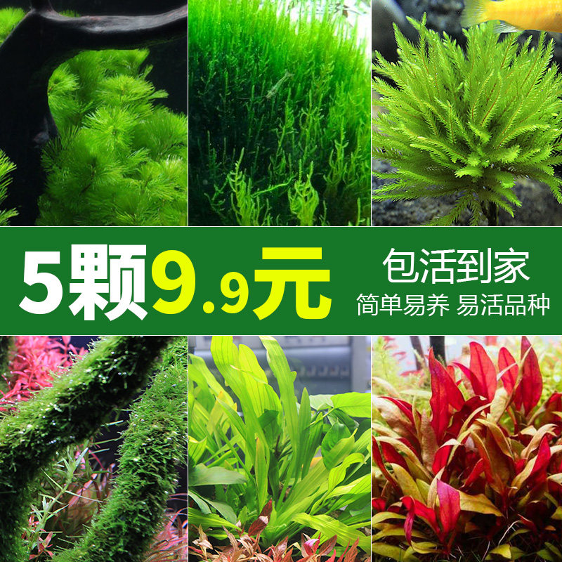 新手零基础，从选购到开缸，400块搞定懒人版生态鱼缸