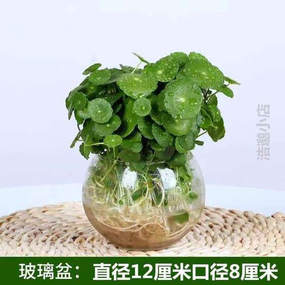 好养盆栽大草水培四季栽花铜钱花器[招财培植家居园艺养花客厅号