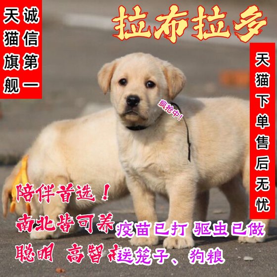 拉布拉多幼犬串高智商家养寻回犬伴侣犬远神犬小七便宜奶黄色狗狗