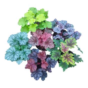 Alum root flower seedlings resistance, cold, cold, and common green viewing leaf courtyard
