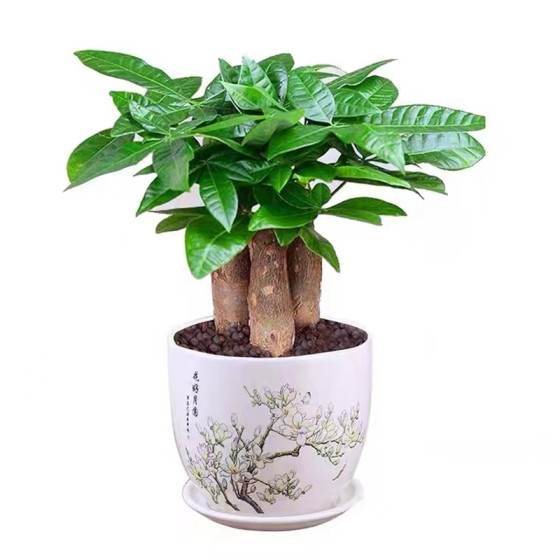 
Money tree, small potted flowers and green plants in the office, high-looking pothos and asparagus, hydroponic money tree, easy to grow