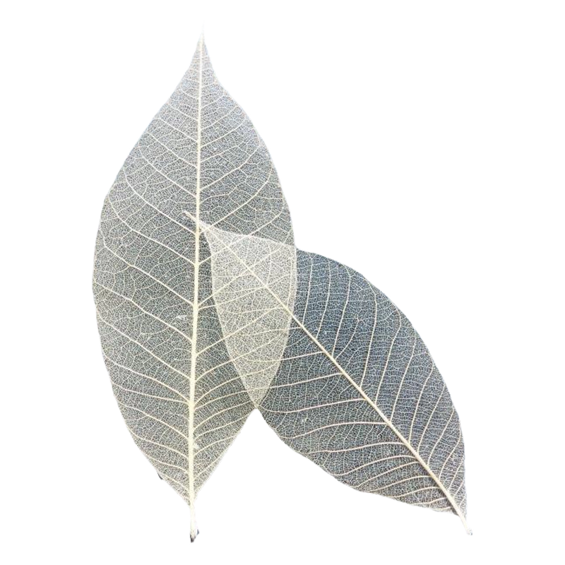 errer アンティークカラー 壁掛け 樹脂標本 植物標本 ブロカント errer アンティークカラー 壁掛け 樹脂標本 植物標本 ブロカント